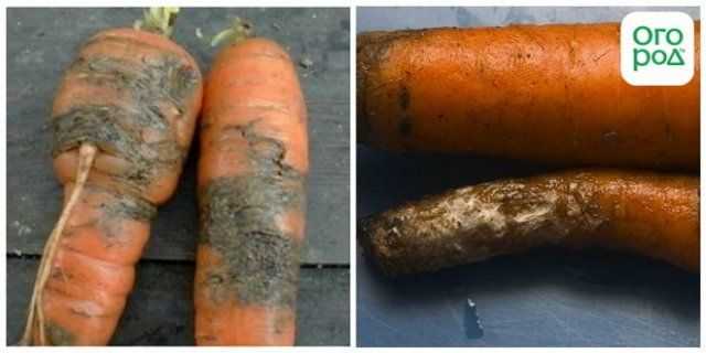 Как сохранить морковь зимой, болезни при хранении и их причины