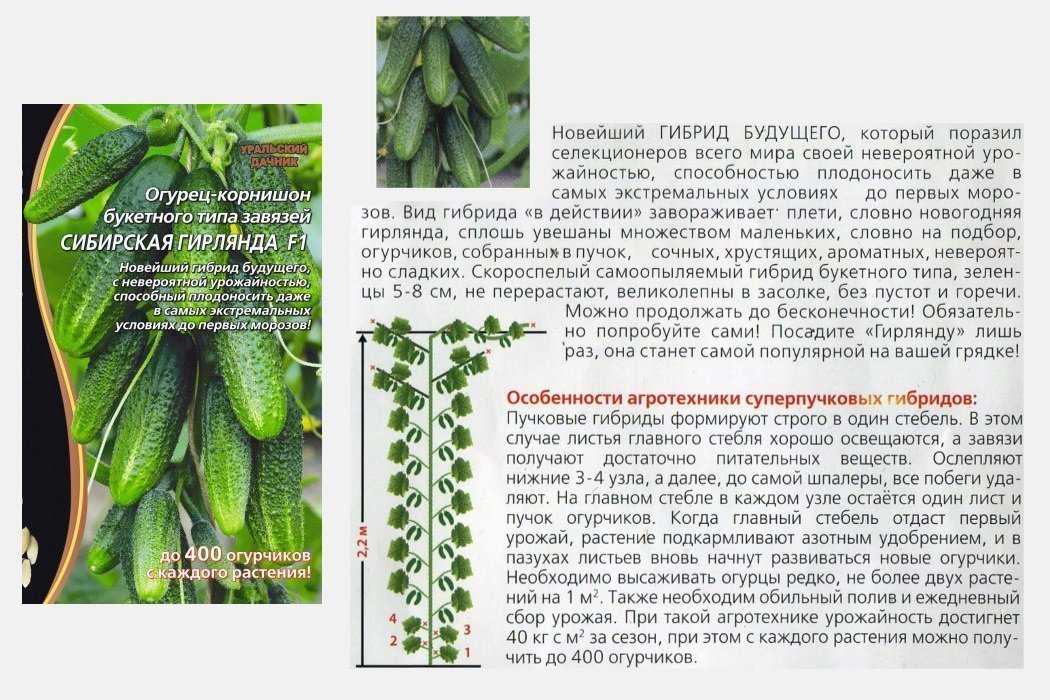 Огурец амур: описание и характеристика сорта, урожайность с фото