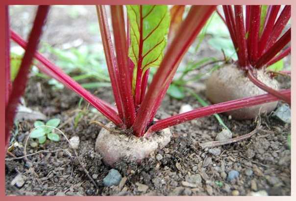 Как вырастить свеклу в открытом грунте: пошаговая агротехника