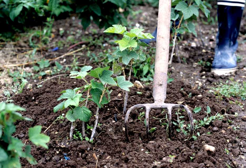 Обработка сада осенью – эффективные приемы против болезней и вредителей
