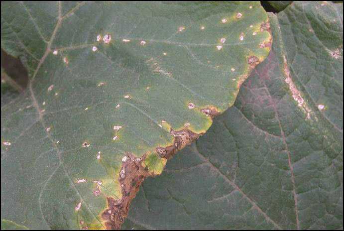Угловатая пятнистость листьев огурцов: лечение бактериоза
