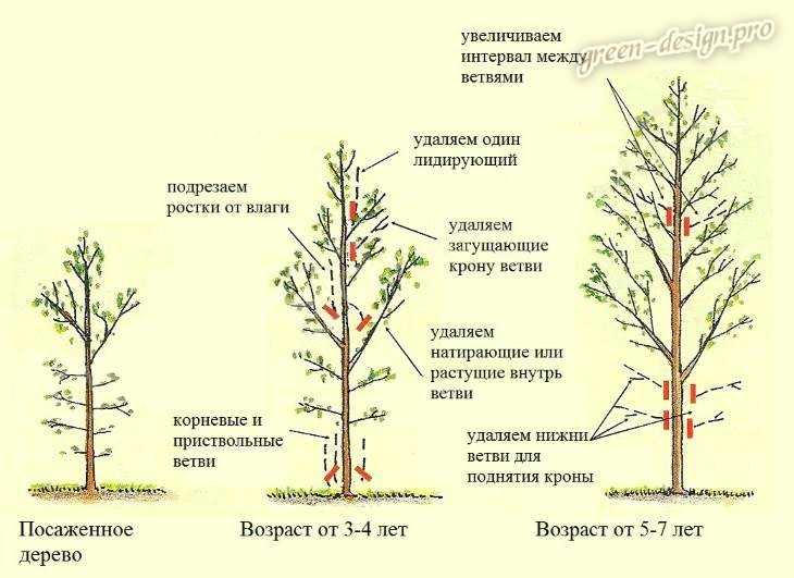 Обрезка персика: как правильно формировать крону двухлетнего и молодого дерева при посадке? схемы и виды