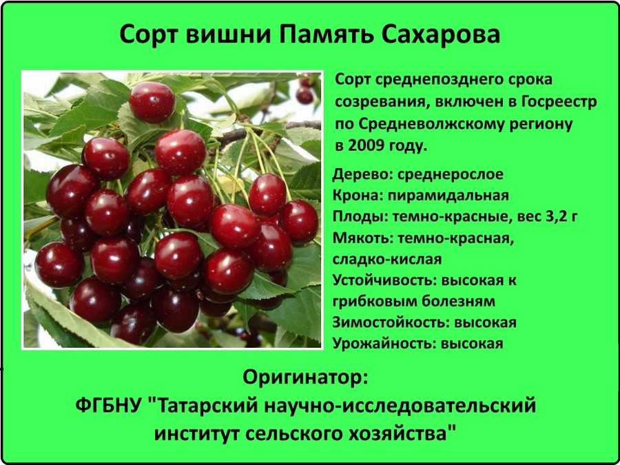 Лучшие сорта вишни для средней полосы россии: описания, фото, сравнительная таблица