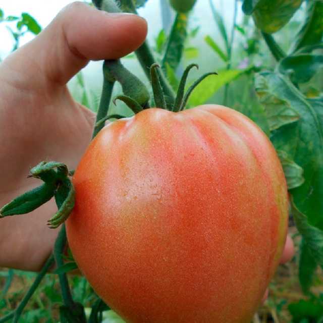 Абаканский розовый томат: характеристика и описание сорта, преимущества и недостатки