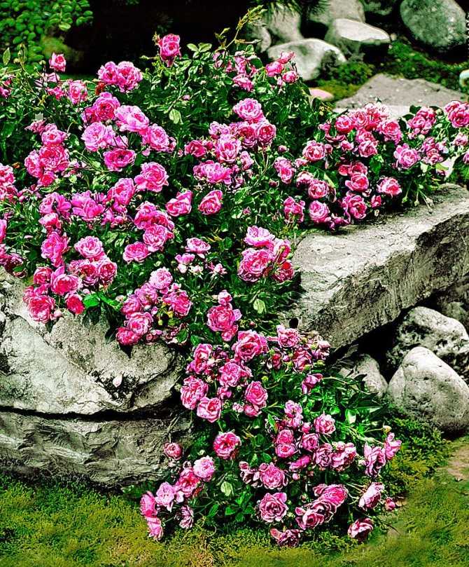 Какие розы посадить на даче - сад и огород - интернет журнал о даче