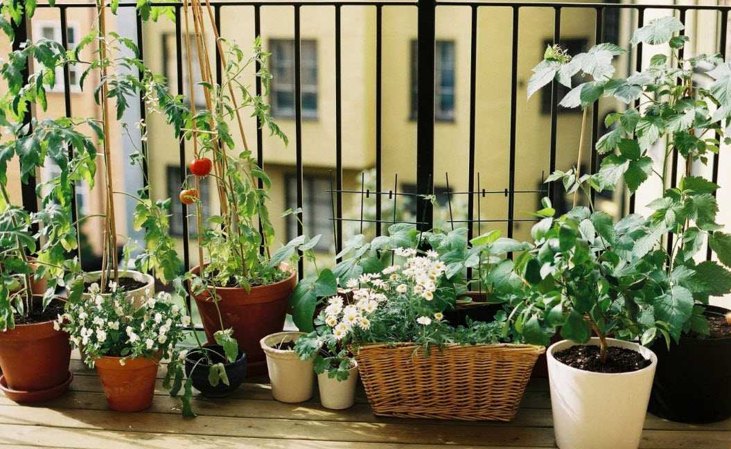 Как выращивать капусту брокколи на даче в открытом грунте - от посадки до сбора урожая