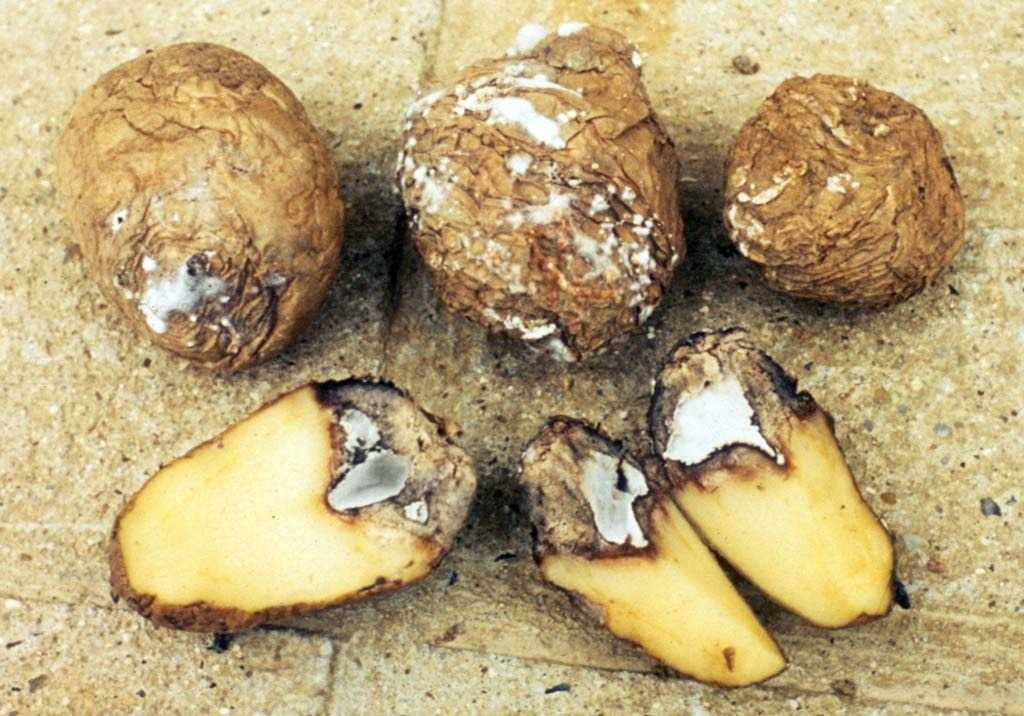 Картофель с сухими грибами. Сухая фузариозная гниль клубней. Фузариозная гниль картофеля. Сухая фузариозная гниль картофеля.