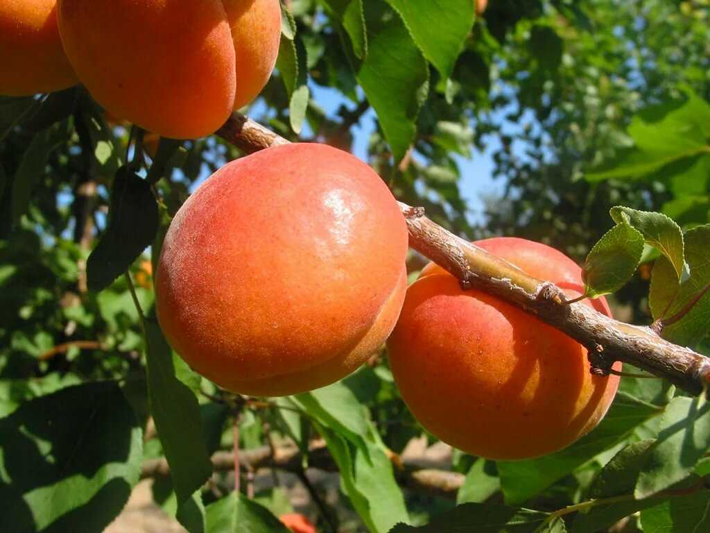 10 лучших сортов абрикоса для средней полосы - рейтинг 2021
