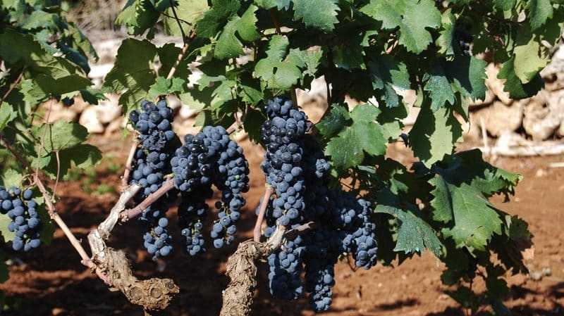 Новейшие сорта винограда от павловского: новые гибридные формы, фото