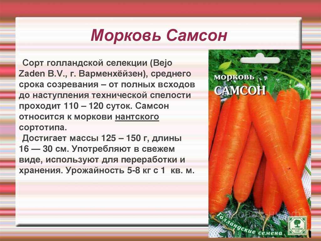 Морковь красный великан (роте ризен): описание и характеристика сорта, основные особенности, преимущества, недостатки, правила выращивания и урожайность русский фермер