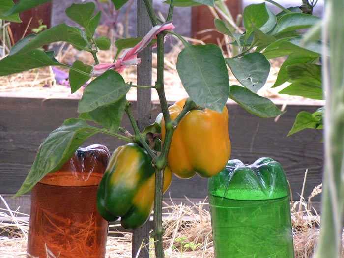 Как поливать огурцы: частота и способы, в том числе капельный и бутылочный полив, как вырастить овощ без полива