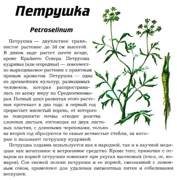 Растение петрушка: описание культуры и фото, полезные свойства, сорта для выращивания на приусадебном участке |