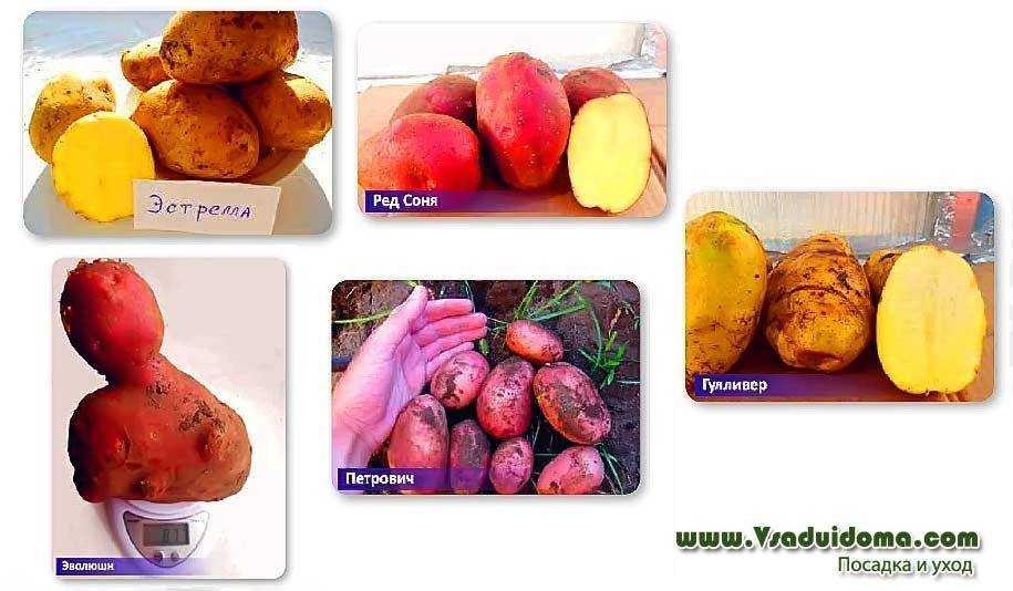 Картофель аврора: описание сорта, характеристика, отзывы