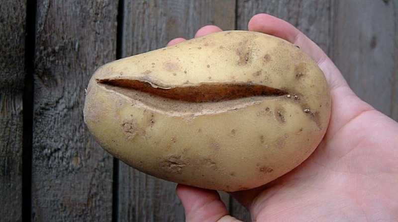 От чего картошка трескается в земле и становится уродливой