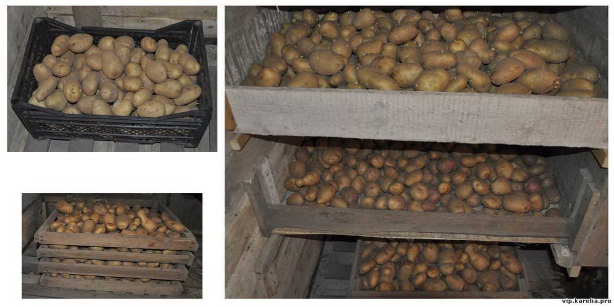 Как хранить картошку в погребе зимой: как правильно уберечь овощ в подвале частного дома, а также когда спускать корнеплоды и температура содержания