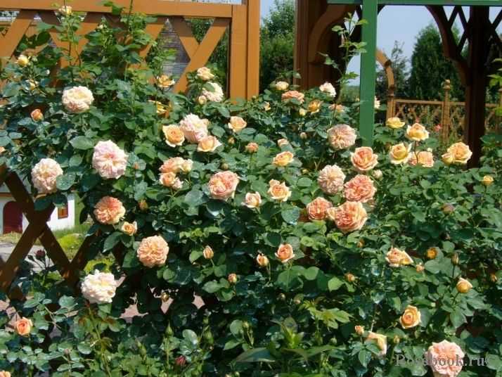 Неприхотливые и зимостойкие сорта роз для дачи
