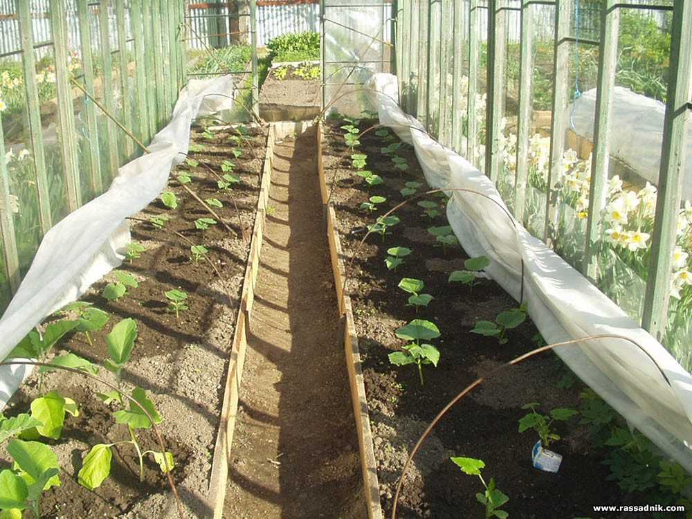Как сажать тыкву в открытый грунт семенами и рассадой: секреты богатого урожая