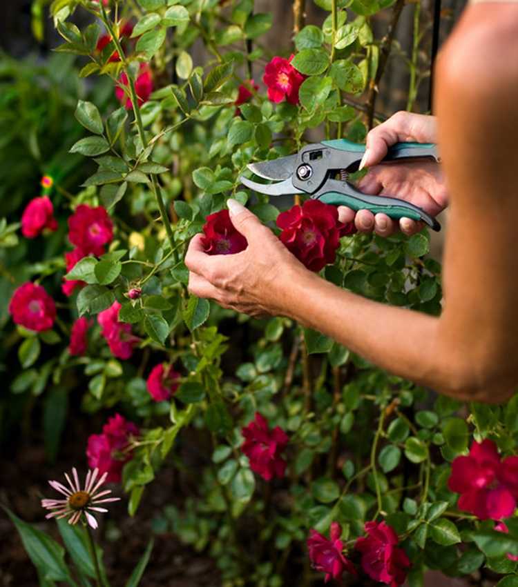 Уход за розами летом в саду. подкормка, размножение, обрезка :: syl.ru