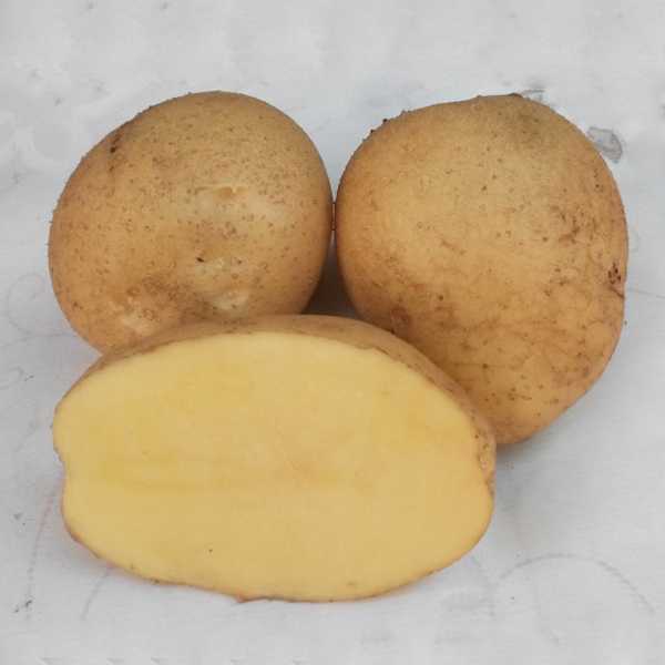 Картофель каратоп: характеристика сорта, отзывы, вкусовые качества