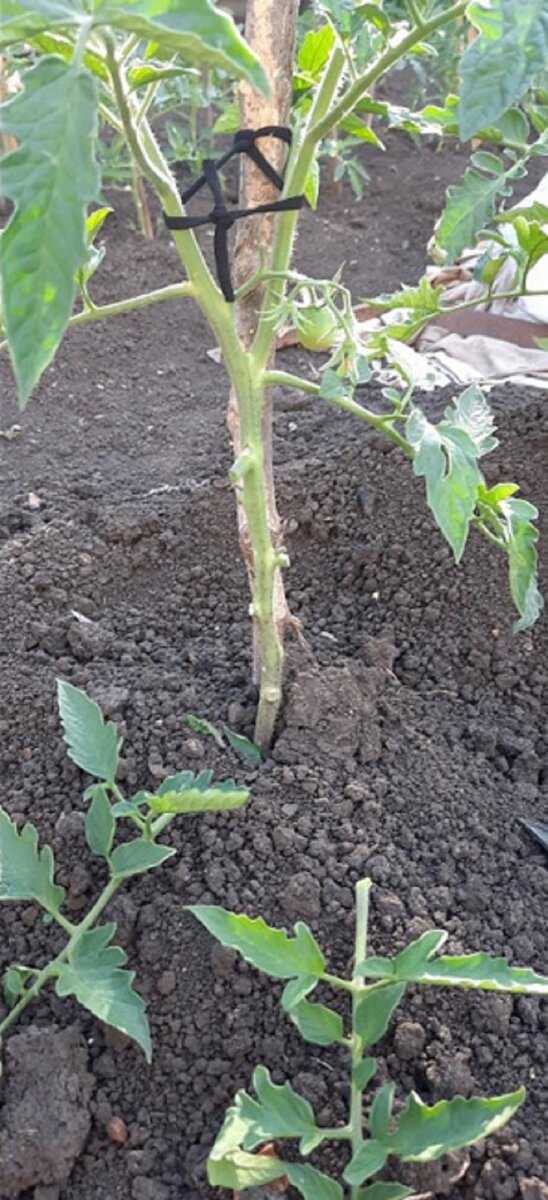 Когда обрывать нижние листья у капусты нужно, а когда нет?: характеристики, свойства, методы