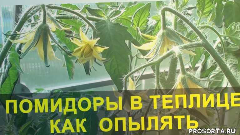 Чем обработать баклажаны для завязи плодов. почему нет завязи на баклажанах. видео: секреты выращивания баклажанов