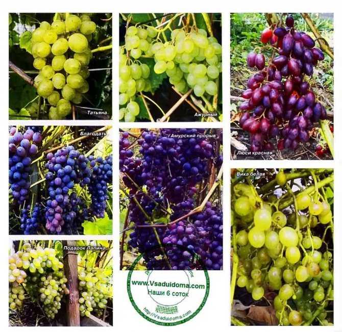 Морозоустойчивые сорта винограда - топ 10