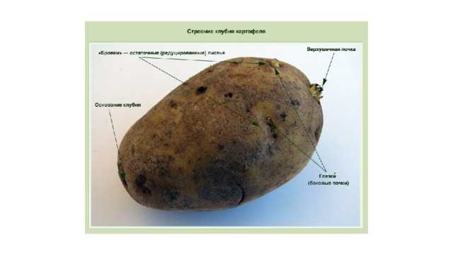 Строение картофеля: корня, клубня, стебля и листьев