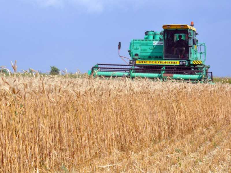 Технология возделывания (выращивания) яровой пшеницы