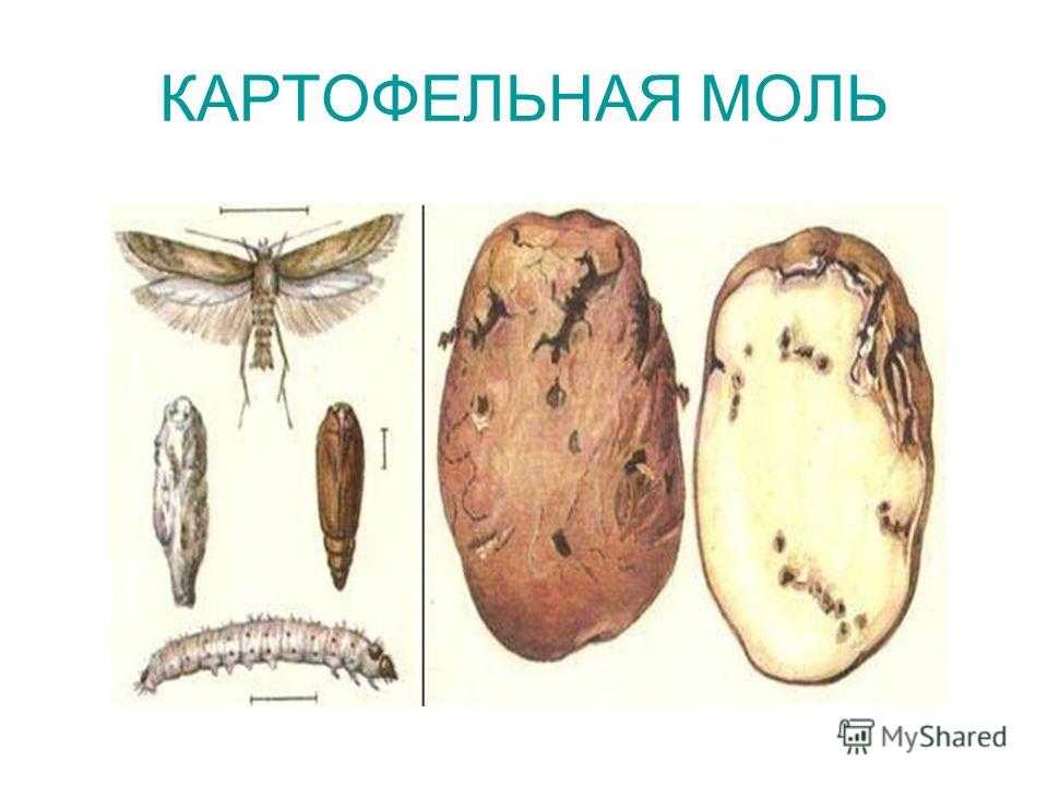 Моль картофельная | справочник пестициды.ru