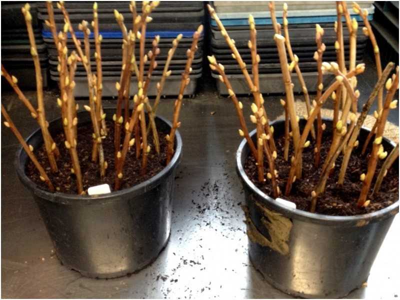 Как хранить розы и георгины зимой в подвале: подготовка, требования к месту, особенности хранения черенков