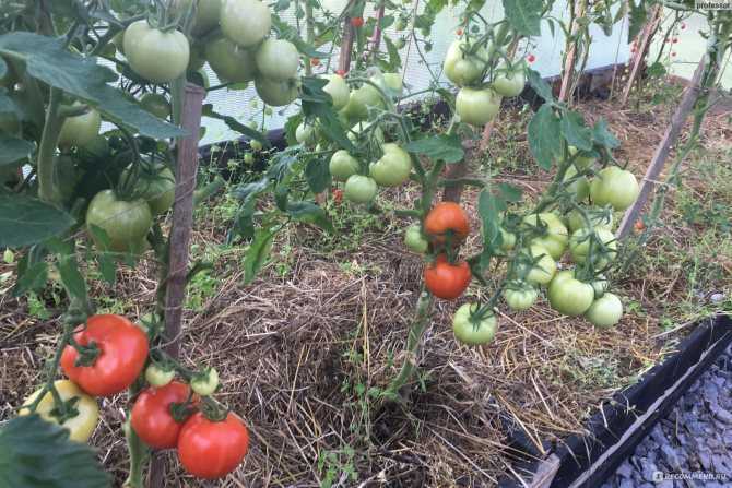 Томат любаша f1: урожайность и характеристика помидоров, отзывы, фото, а также советы по их выращиванию
