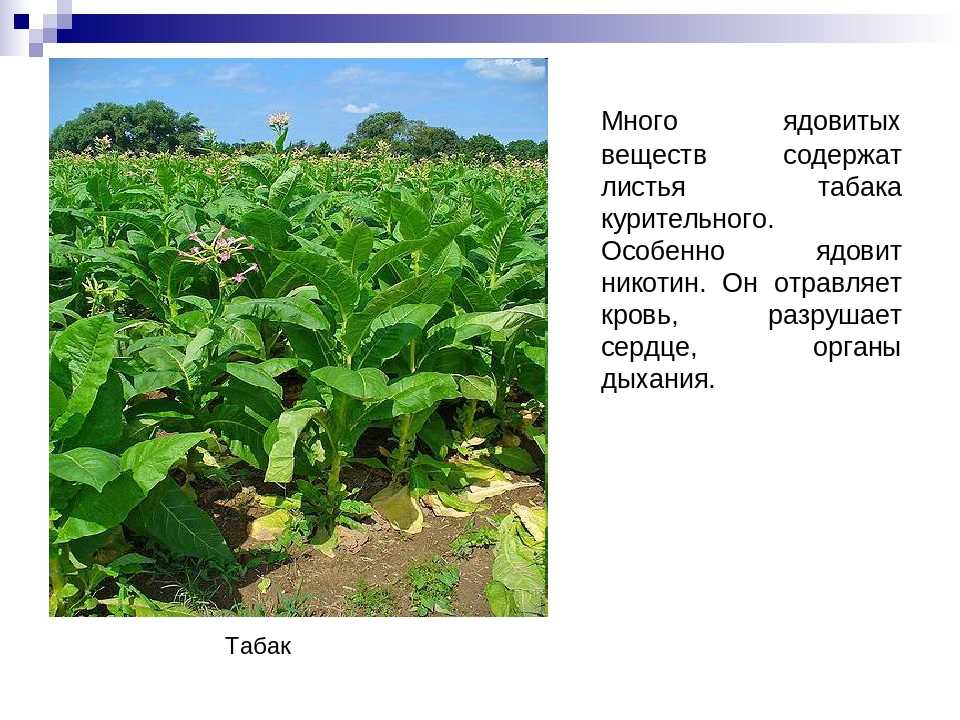 Как выглядит растение табак: фото, описание плодов и листьев, всё о курительном табаке, другие сферы его применения