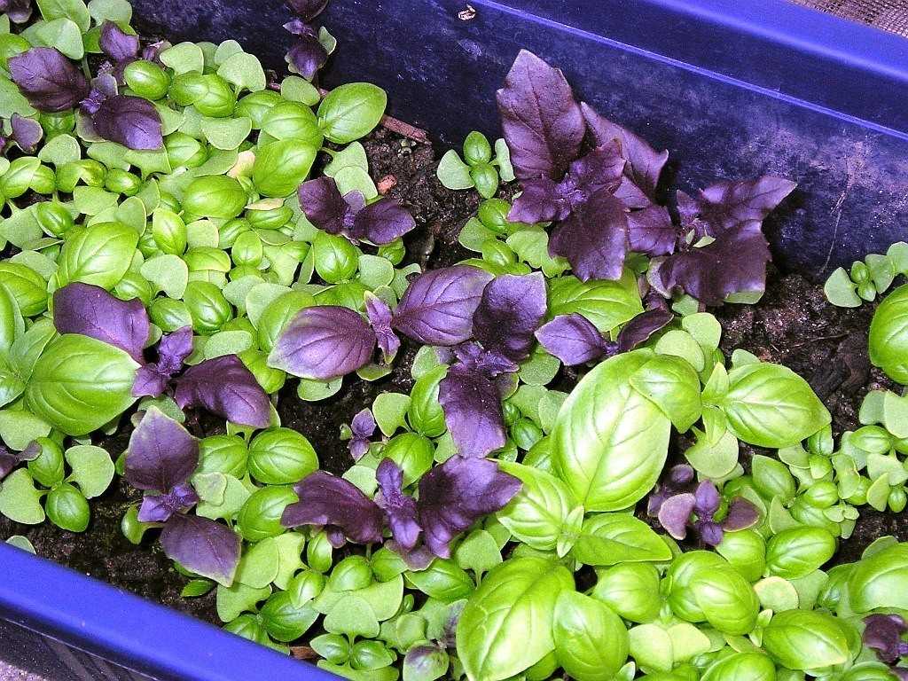 Базилик фиолетовый (арарат, ереванский): польза и вред для здоровья, выращивание из семян