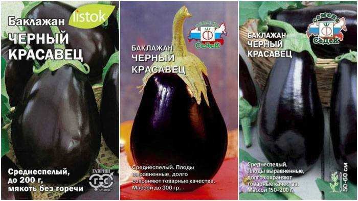 Баклажан черный красавец: описание и характеристика сорта, урожайность с фото