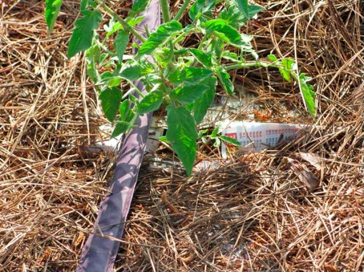Мульчирование томатов в теплице из поликарбоната: что лучше для почвы под помидоры, можно ли взять опилки, скошенную траву, как правильно применять солому, крапиву?