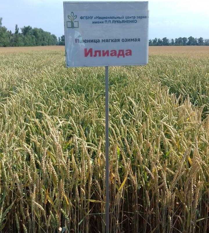 Яровая пшеница: что это такое, её биологические особенности; характеристика сортов, их урожайность и нормы высева