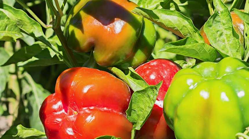 Лучшие сорта перцев на 2020 год: самые вкусные и урожайные
