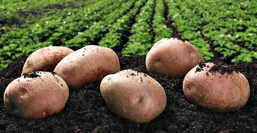 Среднеранний сорт картошки альвара — особенности выращивания