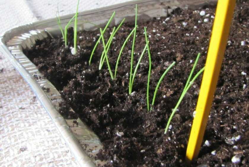 Выращивание и уход за луком батун: сроки посева семян, схема высадки