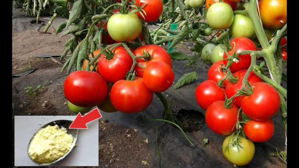 Лучшие удобрения для огурцов и помидоров: народные подкормки, проверенные рецепты, как получить хороший урожай