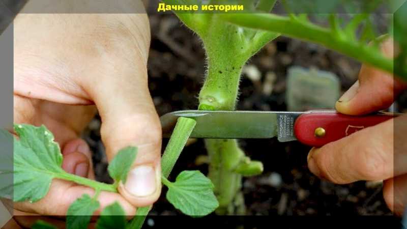 ᐉ нужно ли обрывать листья у капусты и когда это делать? - zooon.ru