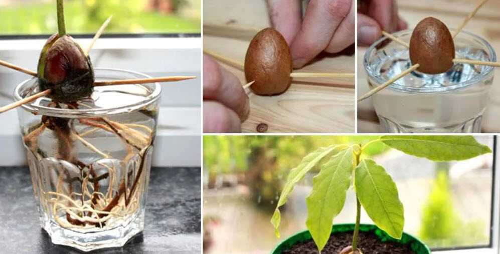 Как правильно посадить и вырастить авокадо из косточки в домашних условиях