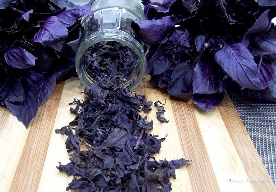 Чем полезен фиолетовый базилик и как применяется в кулинарии