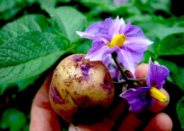 Что делать, чтобы был урожай, если не цветет картофель
