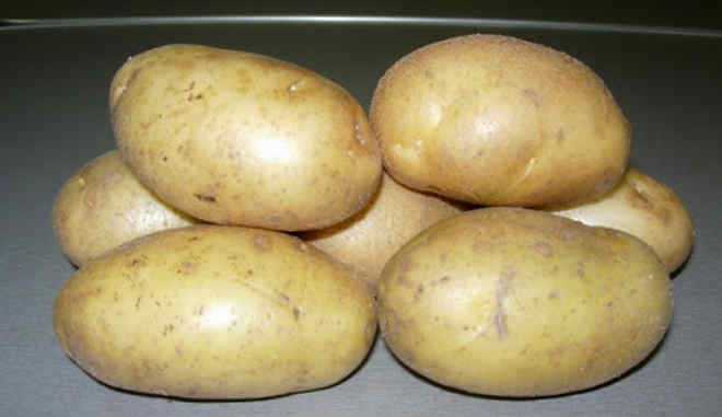 Сорт картофеля «брянский деликатес» – описание и фото