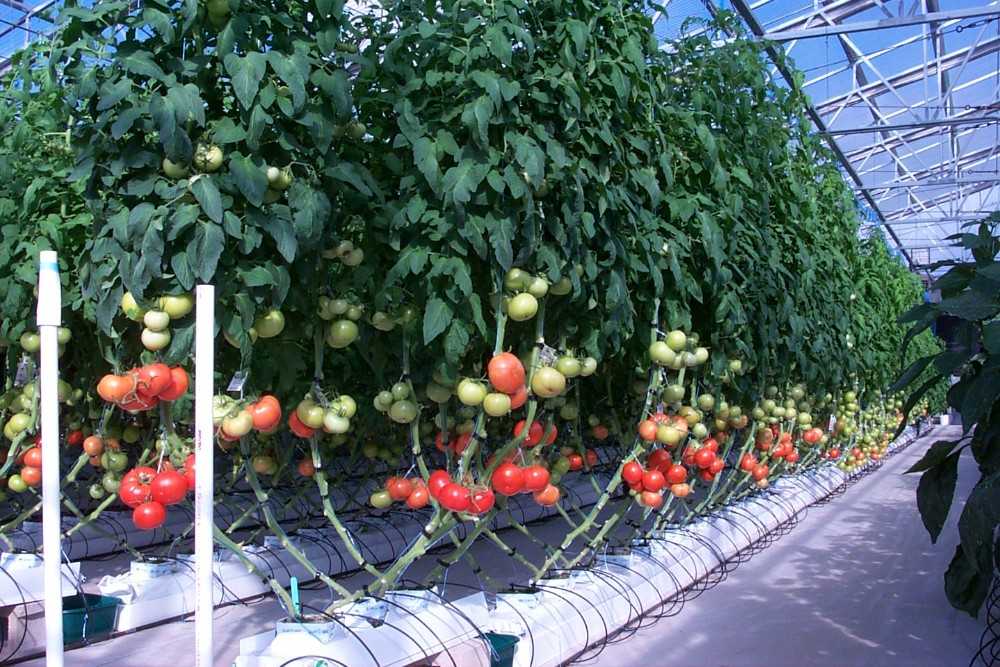 Выращивание помидоров в открытом грунте: правила и технологии