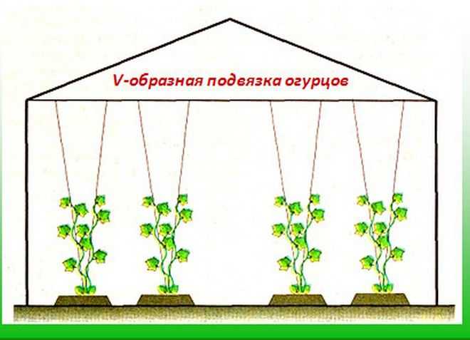 Баклажаны выращивание и уход в теплице из поликарбоната, как правильно ухаживать + видео: уход за баклажанами в теплице