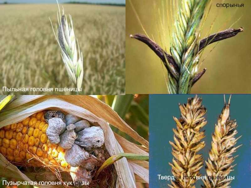 Головня пыльная пшеницы и ржи
