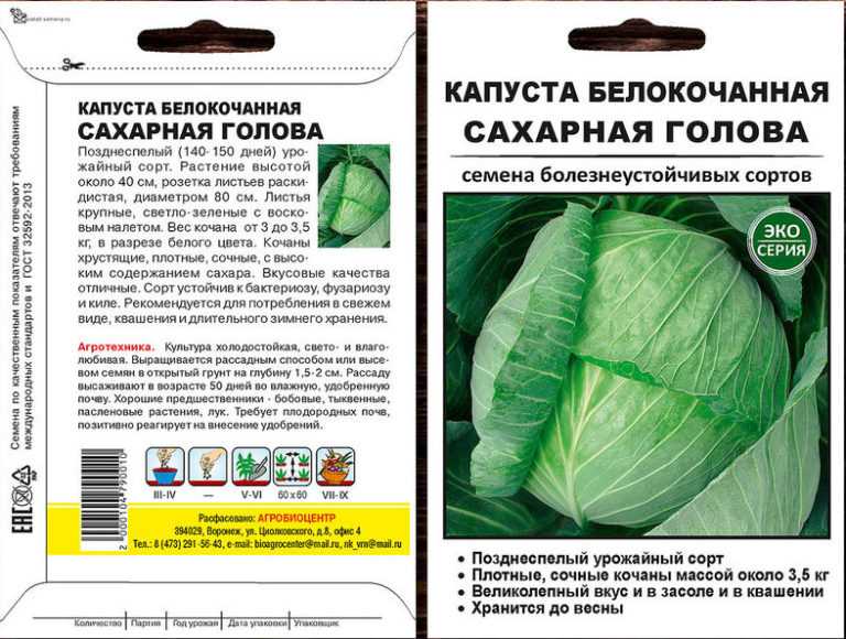 Выносливый и непривередливый сорт белокочанной капусты — казачок f1: описание и характеристика