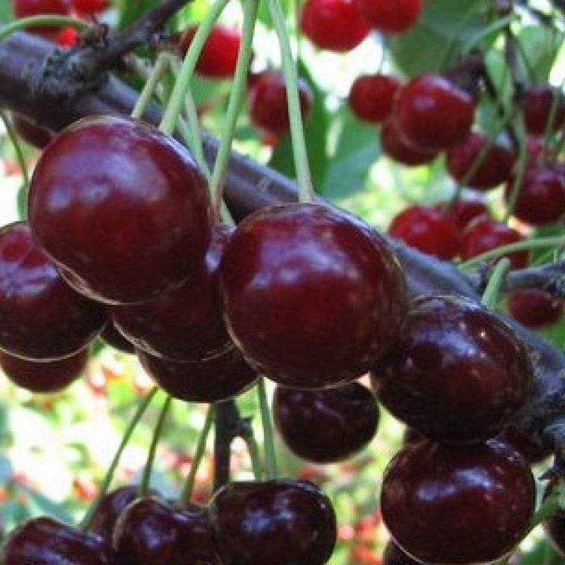 Сладкие сорта вишни: описание, характеристики и фото